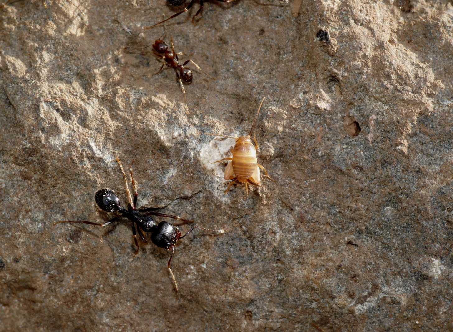 Piccolo ortottero siculo: Myrmecophilus sp.